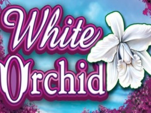 Slot Card Image for White Orchid